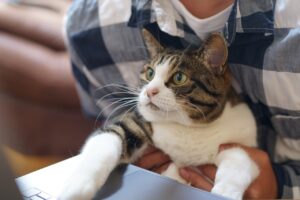 地方でのフルリモート生活をブログにする際の体験談は？